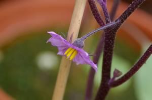 なすのお花