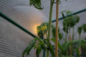 トマトのお花