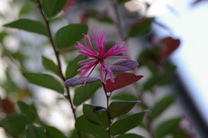 ベニトキワマンサクが開花