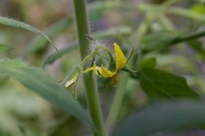 トマトのお花