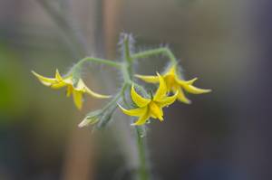 トマトのお花