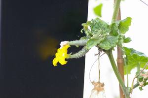 キュウリのお花