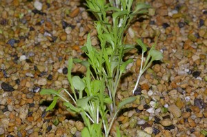 水菜の様子