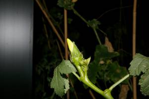 丸オクラのお花