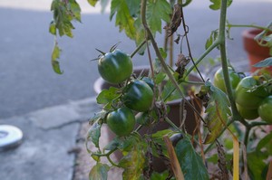 トマトの実