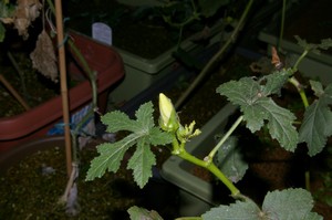 丸オクラのお花