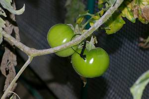 温室内のトマトの実
