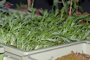 収穫前の水菜