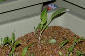 日本ほうれん草