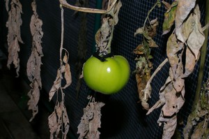 温室内トマト