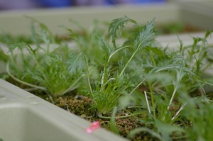 水菜の様子