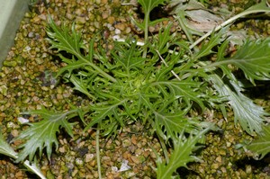 水菜の様子